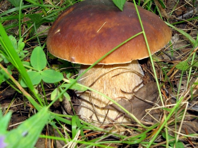 Вірші про гриби