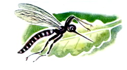 Вірші про комара