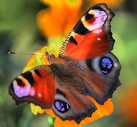 Вірші про метелика для дітей
