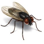 Вірші про муху і боягузів