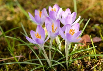 Вірші Марії Познанської про весну і весняні квіти