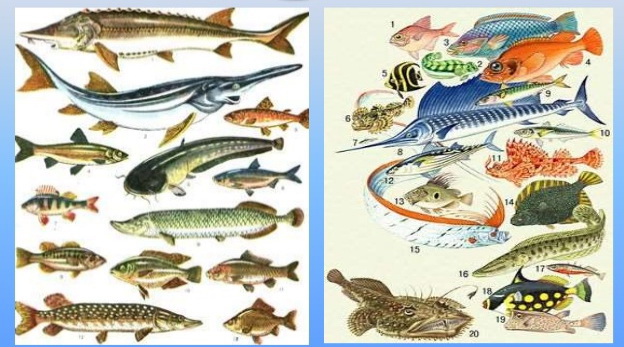 Загадки про риб