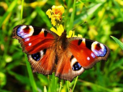 Детальніше про статтю Казка про веселого метелика. Наталя Забіла. Віршована казка