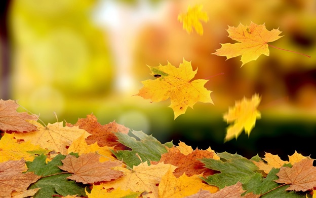 Детальніше про статтю Вірші про листопад – третій місяць осені