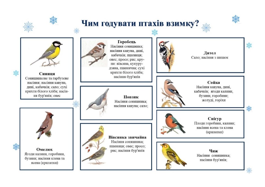 Детальніше про статтю Підгодовування птахів взимку: як, коли і чим правильно годувати пернатих