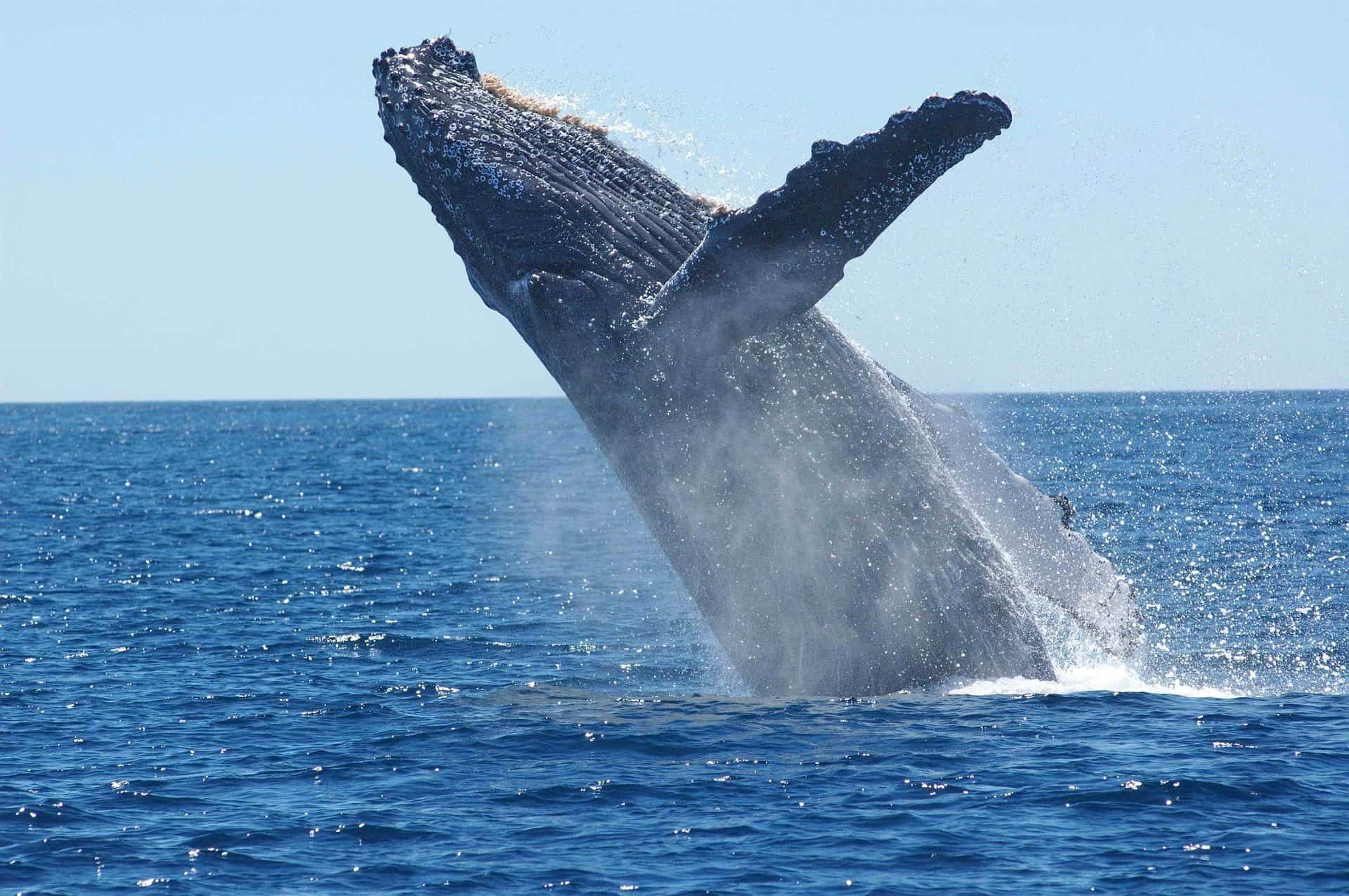 Детальніше про статтю Цікаві факти про кита