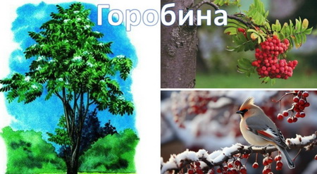 Детальніше про статтю Руханка: дерева, кущі, трав’янисті рослини