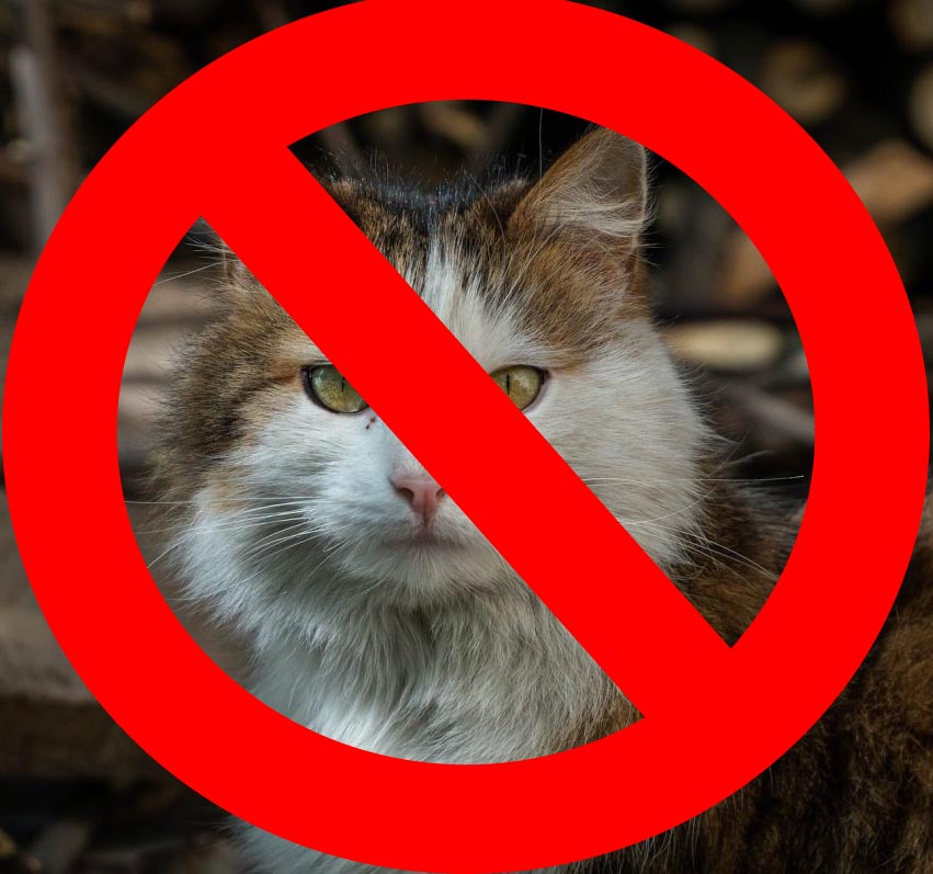 Детальніше про статтю На архіпелазі Шпіцберґен (Норвегія) законодавчо  заборонено утримувати котів. Чому?