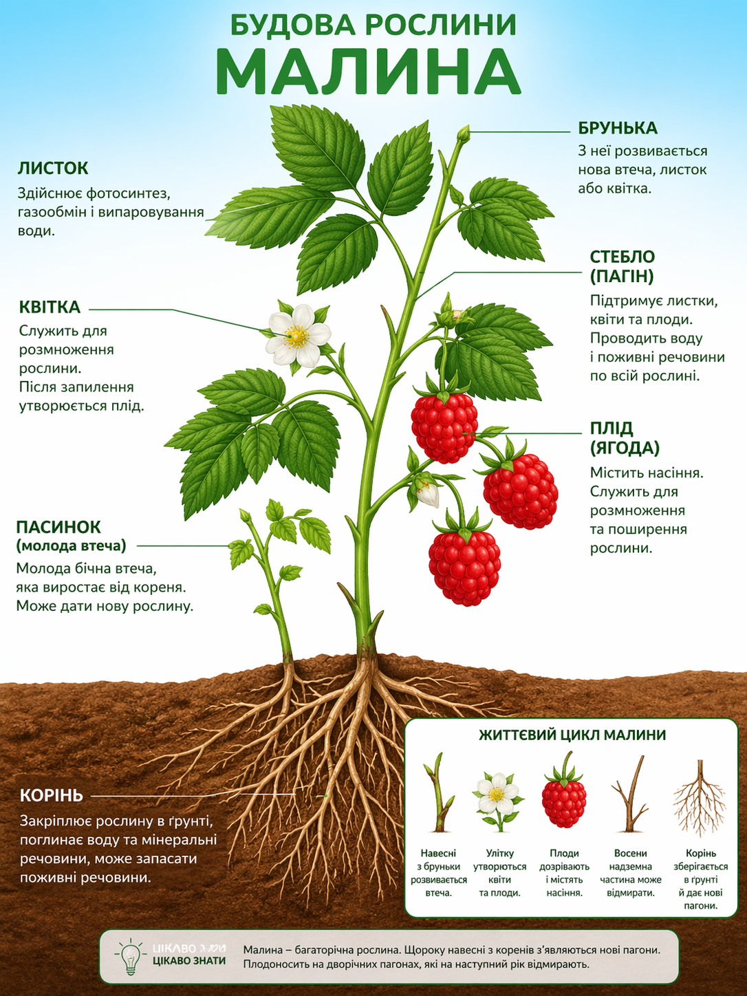 Детальніше про статтю Кольорова (Lego) вікторина  “Світ рослин”